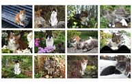 Året i trädgarden - kattkalender 2015